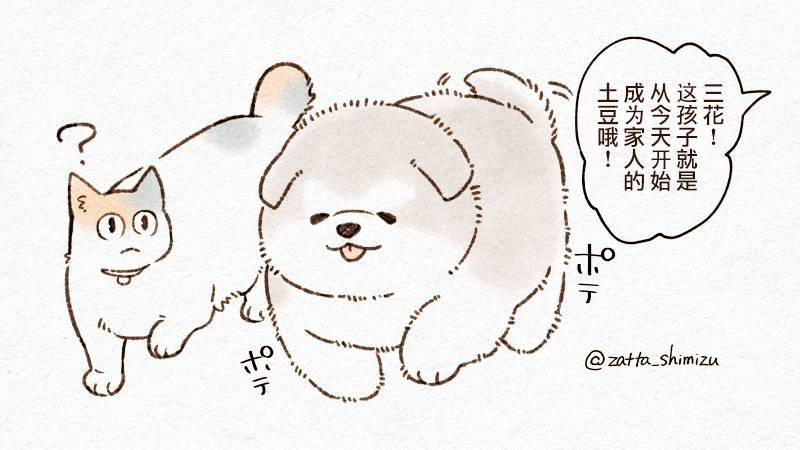 作者自创 猫与狗