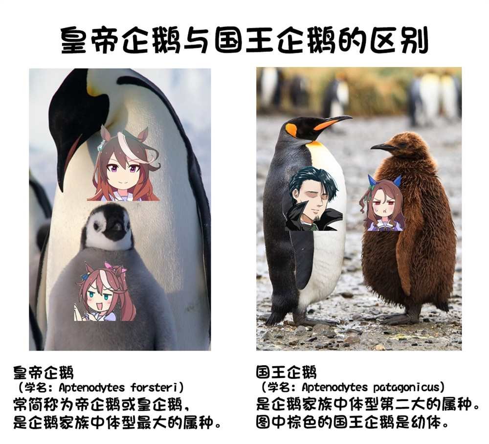 企鹅世代