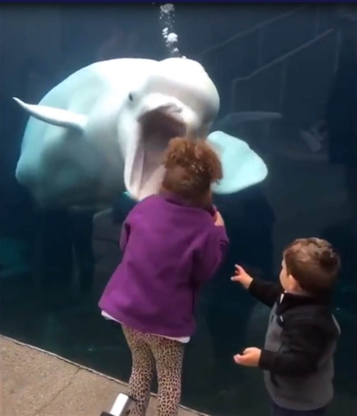 跟速子去水族馆